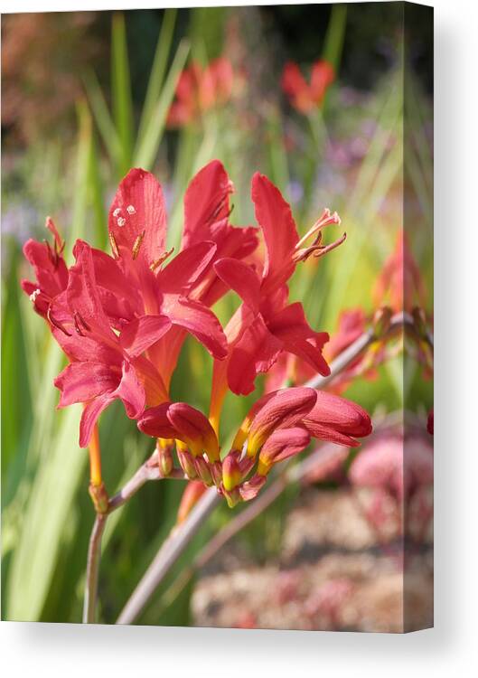 Red Flower Canvas Print featuring the photograph Scarlet Beauty 1 by Pema Hou