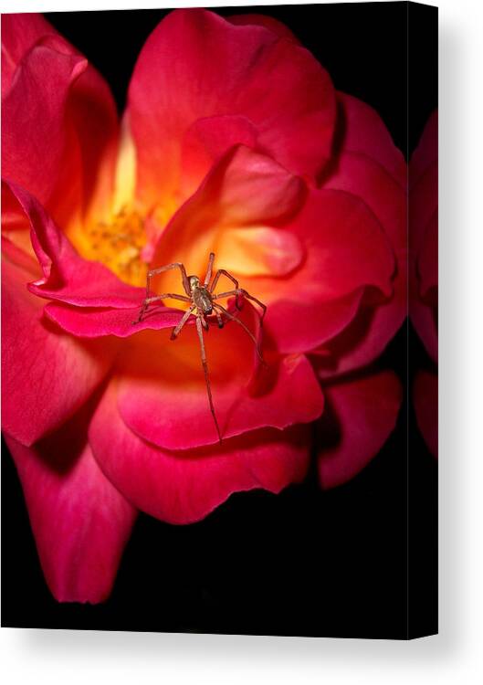 Rose Canvas Print featuring the photograph Searching For Miss Muffet by Donna Blackhall