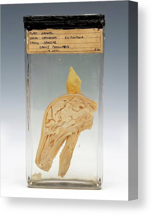 Anatomy Canvas Print featuring the photograph Sectioned Dog's Head Specimen by Ucl, Grant Museum Of Zoology