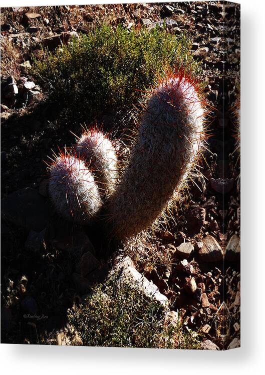 Prickly Canvas Print featuring the photograph Senor Cacti by Xueling Zou
