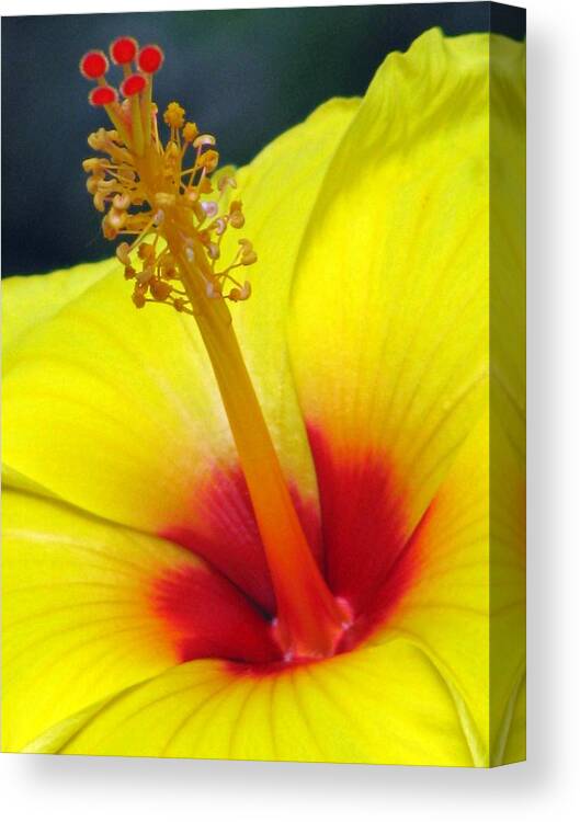 Hibiscus Canvas Print featuring the photograph Shades of Summer 02 by Pamela Critchlow