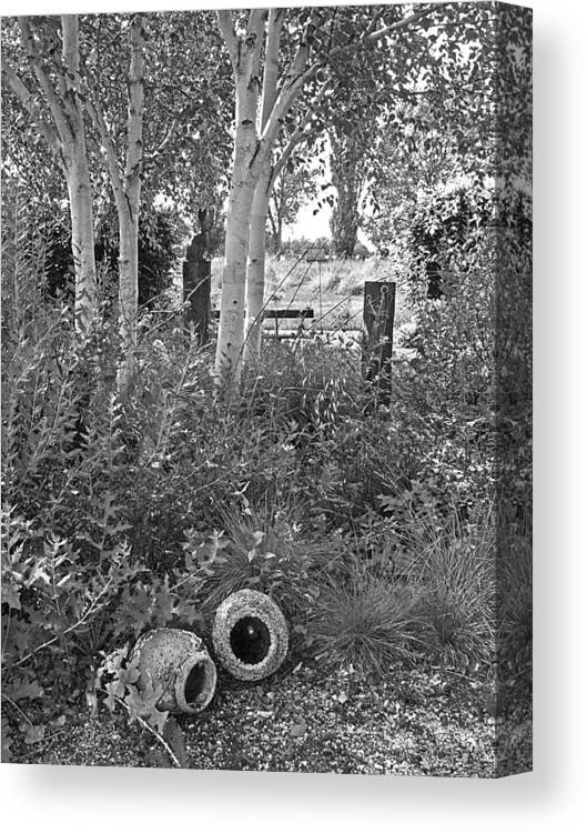 White Birch Canvas Print featuring the photograph Shady Corner Under The Birch Trees in Black and White by Gill Billington