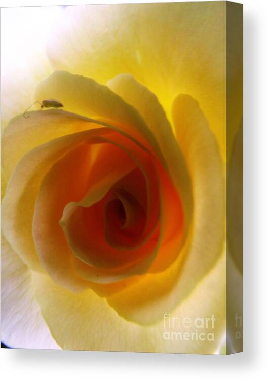 Flower Canvas Print featuring the photograph Shelter Me From Harm by Robyn King