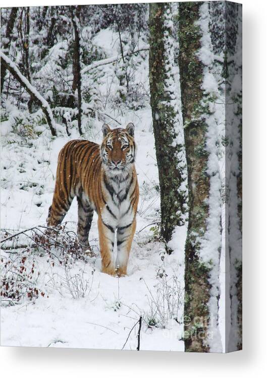 Amur Tiger Canvas Print featuring the photograph Siberian Tiger - snow wood by Phil Banks