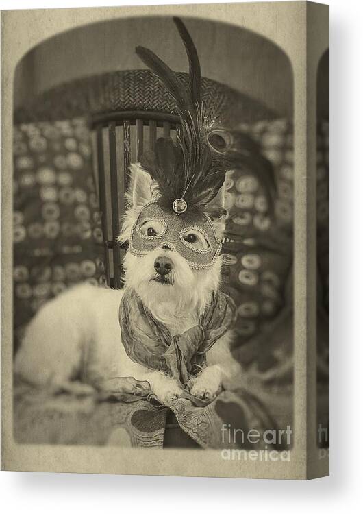 Canine Canvas Print featuring the photograph Silent Film Star by Edward Fielding