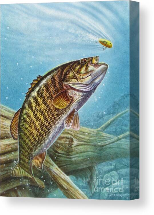 Smallmouth Bass Canvas Print / Canvas Art by JQ Licensing - Fine