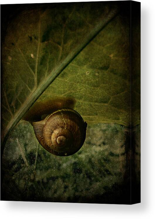 Snail Canvas Print featuring the photograph Snail camp by Barbara Orenya