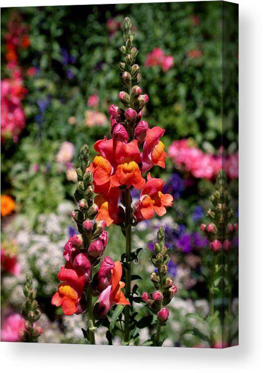 Snapdragons Canvas Print featuring the photograph Snapdragons by Rona Black