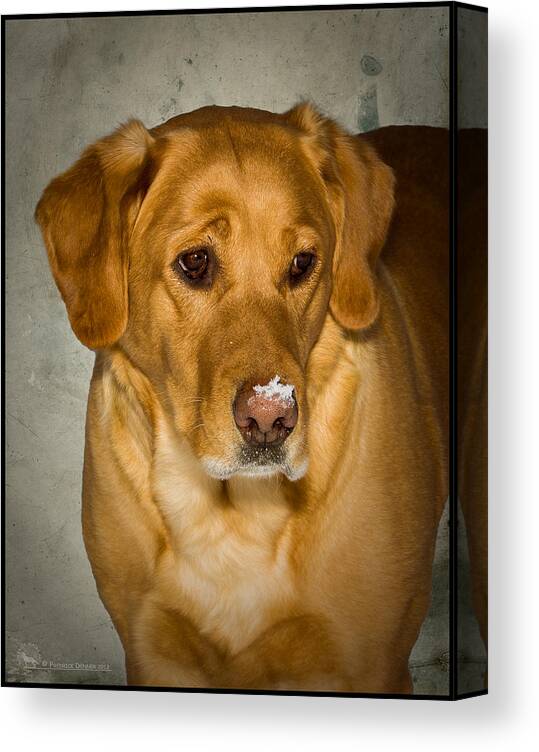 Dog Canvas Print featuring the photograph Snow Nose by Fred Denner