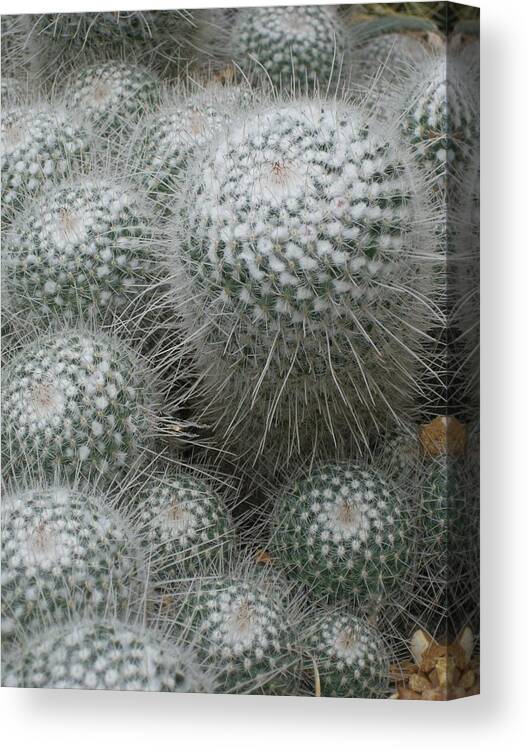 Cactus Canvas Print featuring the photograph Snowy Cactus by Carolyn Jacob