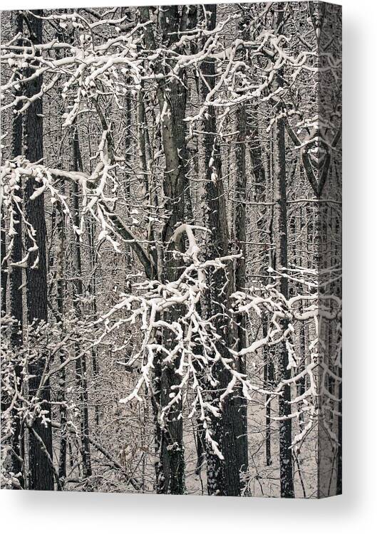 Landscape Canvas Print featuring the photograph Snowy Woods by Carol Whaley Addassi