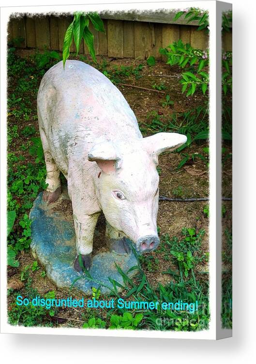 Nature Photographs Pig Photos Statues Of Pigs I Backyard Sentimental Saying About Summer Ending Canvas Print featuring the painting So Disgruntled About Summer Ending by Kimberlee Baxter
