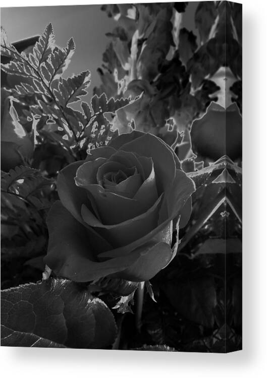 Floral Canvas Print featuring the photograph Solarized Rose by Scott Kingery