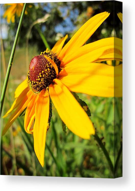 Wildflower Canvas Print featuring the photograph Something Out of Place by Cynthia Clark