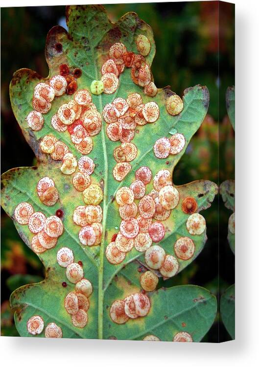 Biological Canvas Print featuring the photograph Spangle Galls (quercus Robur) by Ian Gowland/science Photo Library