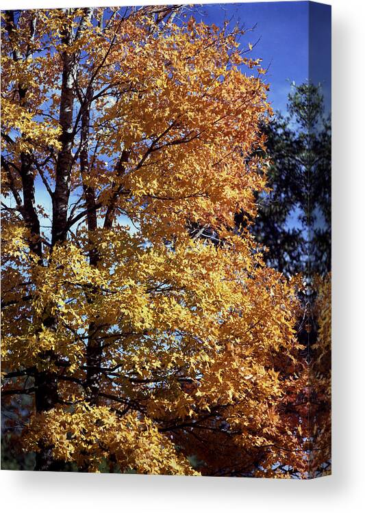 Spanish Oak Canvas Print featuring the photograph Spanish Oak in the fall by Mark Langford