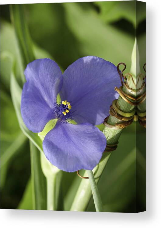 Spiderwort Canvas Print featuring the photograph Spiderwort 4 by Thomas Young