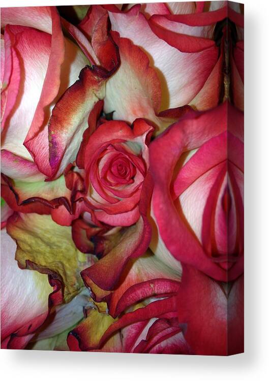 Rose Canvas Print featuring the photograph Spirited Rose by Marian Lonzetta