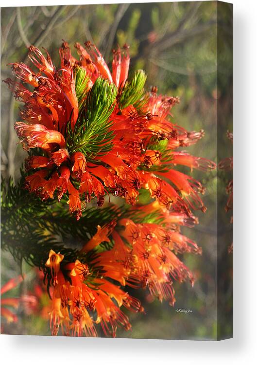 Erica Canvas Print featuring the photograph Spring Blossom 11 by Xueling Zou