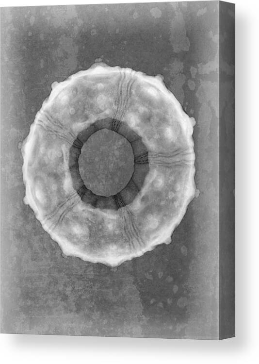 X-ray Art Canvas Print featuring the photograph Sputnik Sea Urchin X-ray Art by Roy Livingston