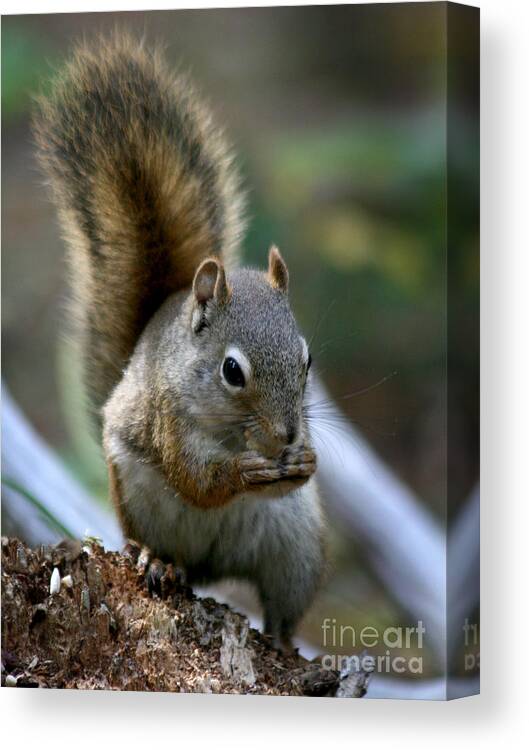 Squirrel Canvas Print featuring the photograph Squirrel by Inge Riis McDonald