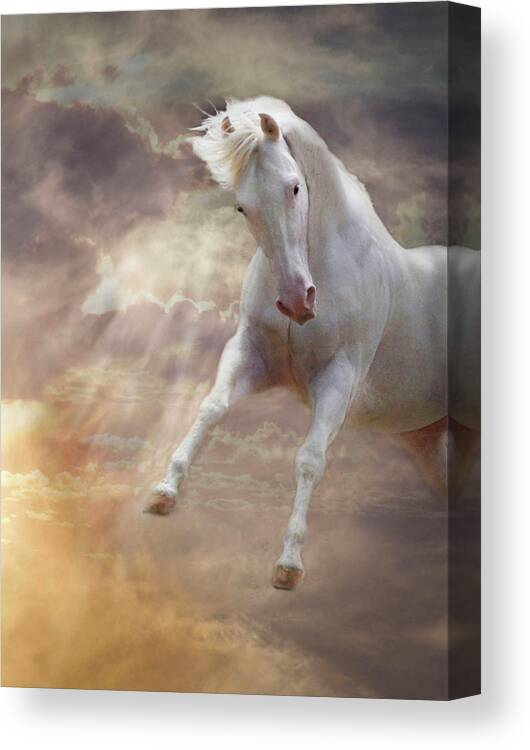 White Quarter Horse Canvas Print featuring the photograph Stormy by Melinda Hughes-Berland