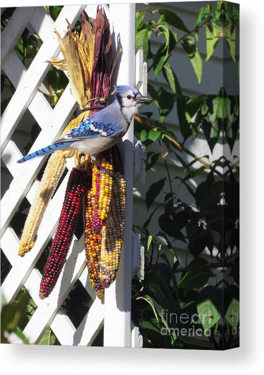 Blue Jay Canvas Print featuring the photograph Stunning by Elizabeth Dow