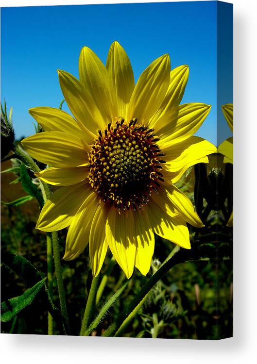 Yellow Sunflower Canvas Print featuring the photograph Sunflower by Andrea Galiffi