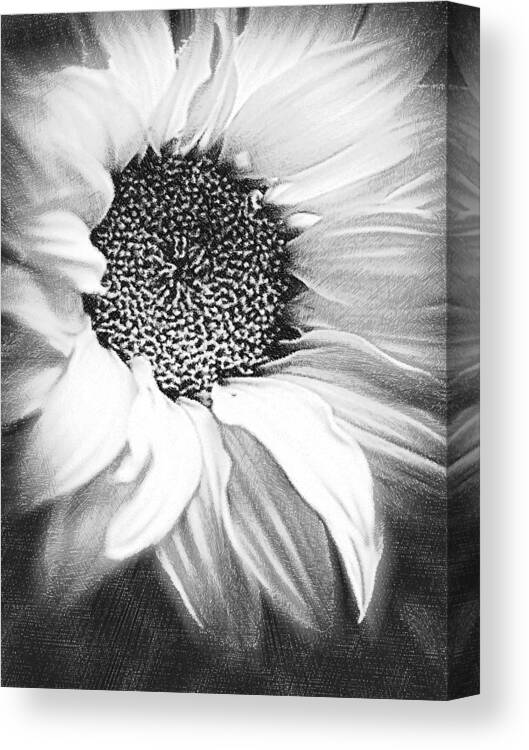 Daisy Canvas Print featuring the painting Sunflower White And Black by Tony Rubino