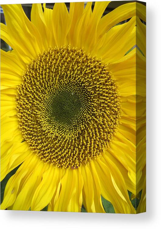 Daisy Canvas Print featuring the photograph Sunflower's cluster by Rosita Larsson