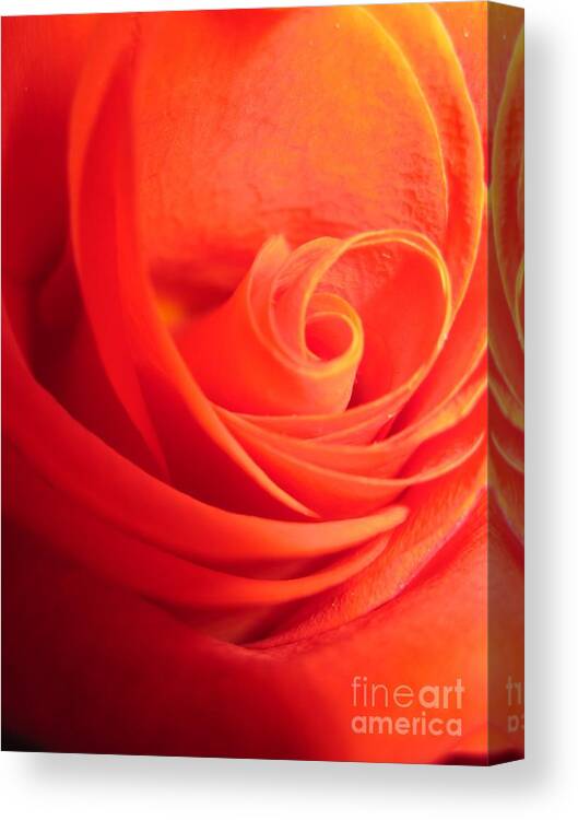 Floral Canvas Print featuring the photograph Sunkissed Orange Rose 14 by Tara Shalton