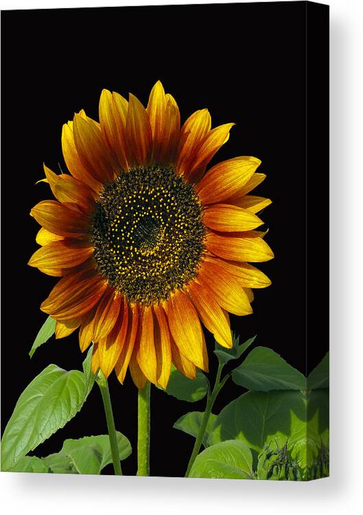 Flower Canvas Print featuring the photograph Sunny Delight by Kurt Van Wagner