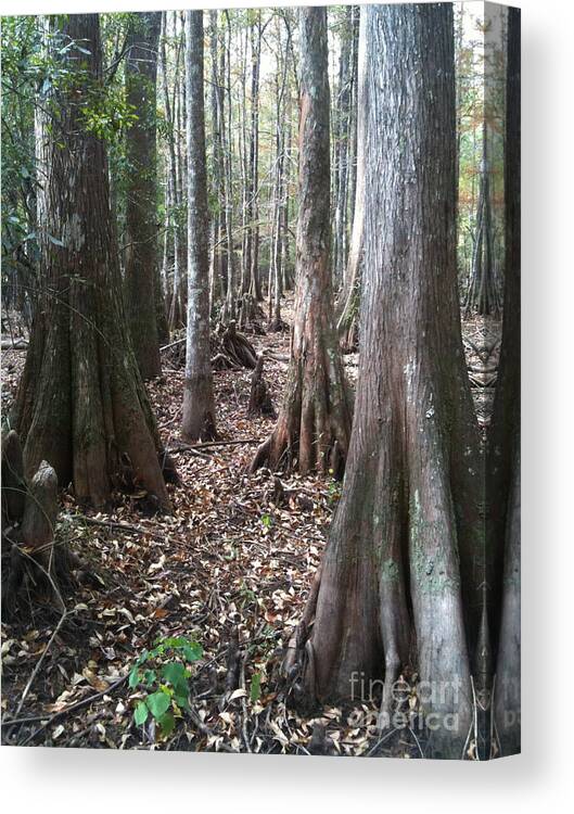 Big Thicket Canvas Print featuring the photograph Swamp Edge Portrait by D Wallace