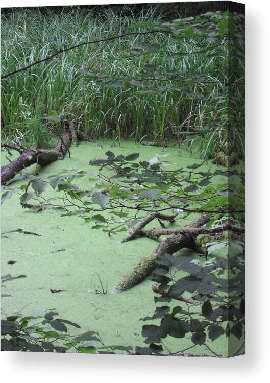  Canvas Print featuring the photograph Swamp by Nora Boghossian