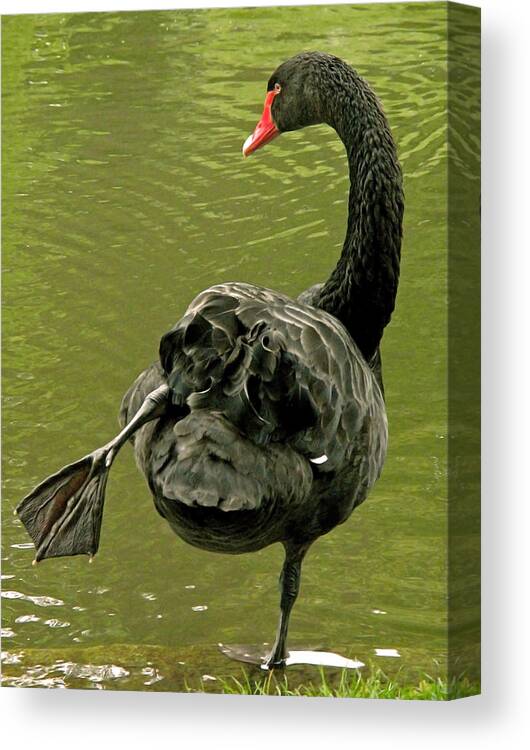 Swan Canvas Print featuring the photograph Swan Yoga by Rona Black