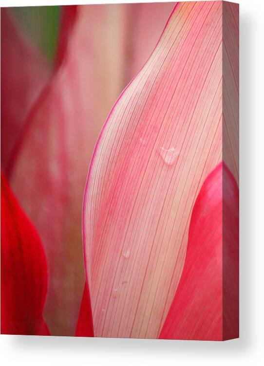 Sweetness Canvas Print featuring the photograph Sweet Angel's Tear by The Art Of Marilyn Ridoutt-Greene