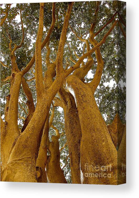 Nature Photo Prints Canvas Print featuring the photograph Symbiosys by Delona Seserman
