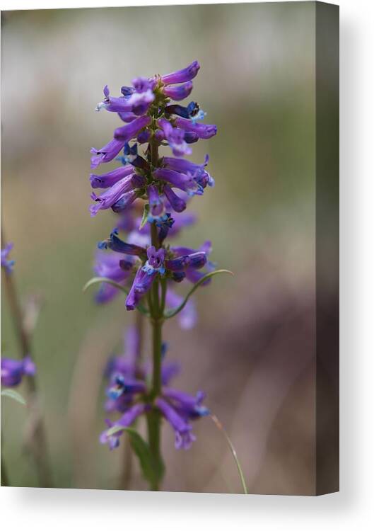 Talus Penstemon Canvas Print featuring the photograph Talus Penstemon by Jenessa Rahn