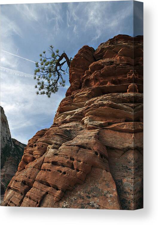 Pine Canvas Print featuring the photograph Tenacity by Joe Schofield