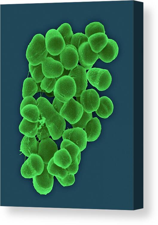 2121008b Canvas Print featuring the photograph Tetrasphaera Remsis by Dennis Kunkel Microscopy/science Photo Library