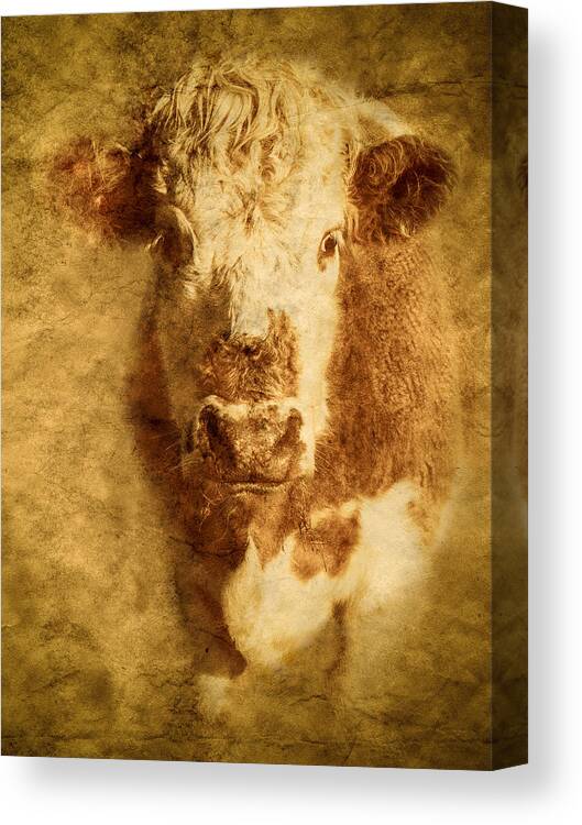 Art Canvas Print featuring the photograph Textured Hereford Cow by Mark Llewellyn