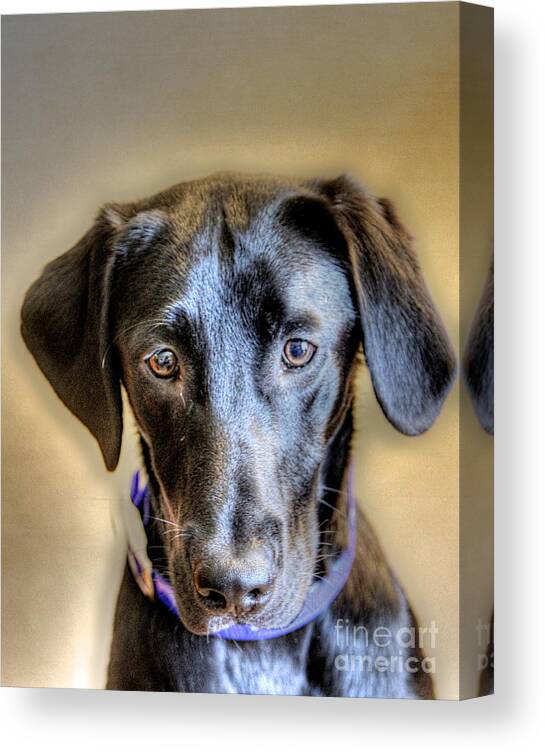 Dog Canvas Print featuring the photograph The Black Lab by Robert Pearson