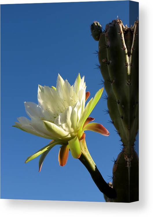 Cactus Canvas Print featuring the photograph The Daily Bloom by Laurel Powell