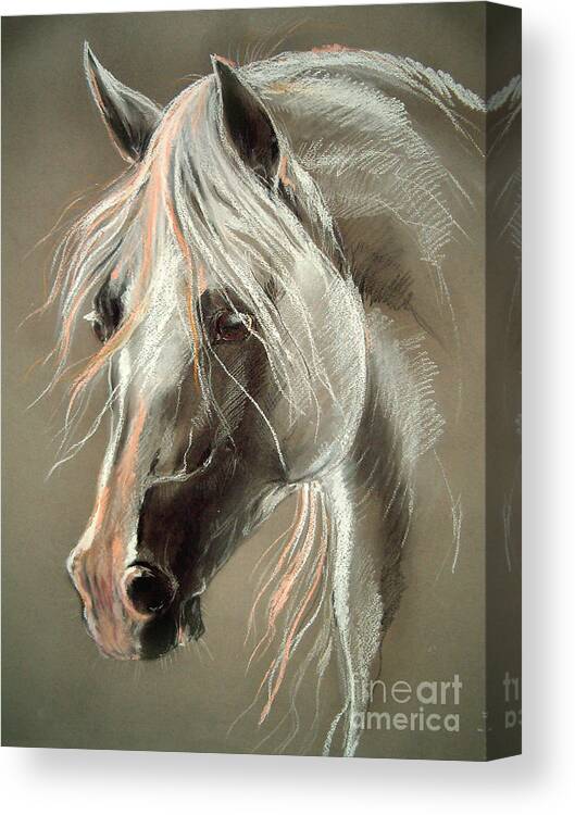 Pastel Canvas Print featuring the drawing The Grey Horse Soft Pastel by Ang El