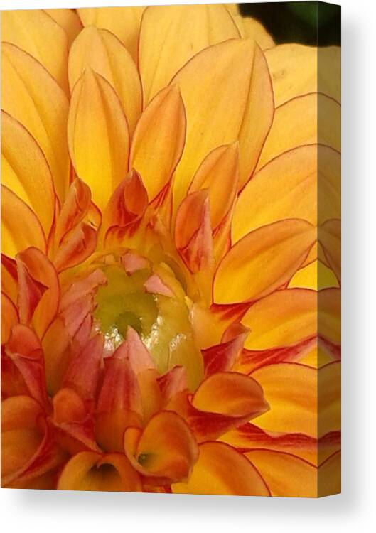 Floral Canvas Print featuring the photograph The Heart of the Matter by Ekta Gupta