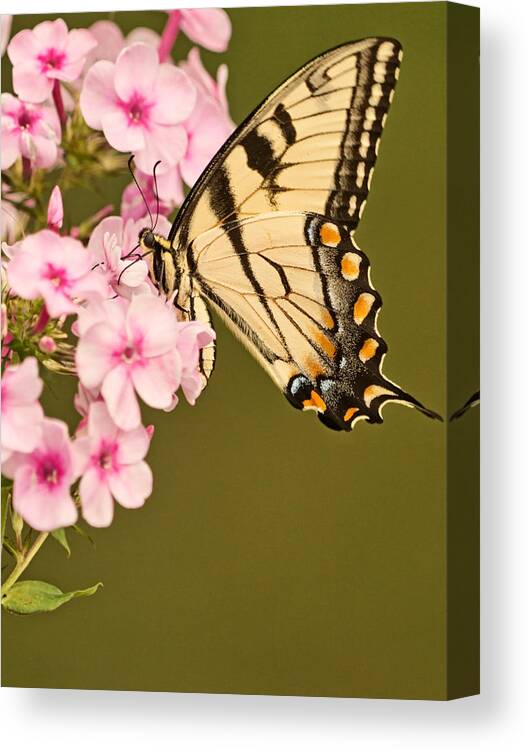 Eastern Tiger Swallowtail Butterfly Canvas Print featuring the photograph The Nectar Sipper by Theo OConnor
