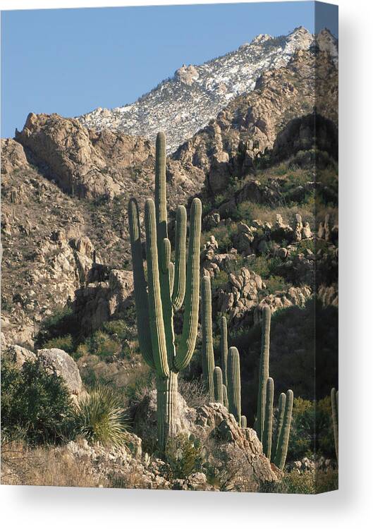 Desert Canvas Print featuring the photograph The Rugged Catalina Mountains by Elvira Butler