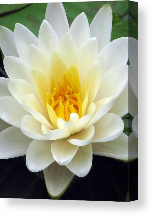 Water Lilies Canvas Print featuring the photograph The Water Lilies Collection - 03 by Pamela Critchlow
