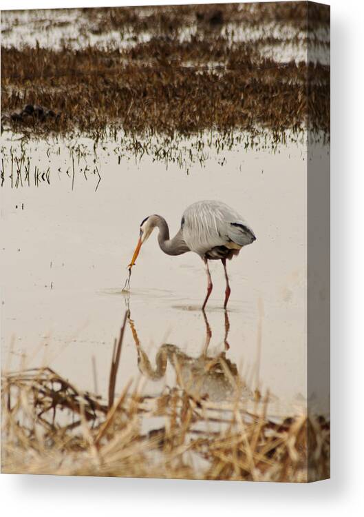 Great Blue Heron (ardeidae Canvas Print featuring the photograph Theron the Heron by Daniel Hebard