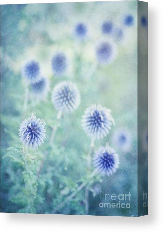 Globethistle Canvas Print featuring the photograph Thistle Dream by Priska Wettstein